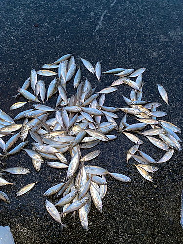 マアジの釣果