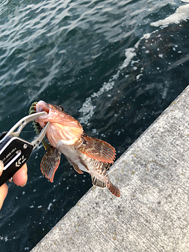 アイナメの釣果