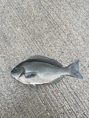 メジナの釣果