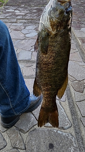 スモールマウスバスの釣果