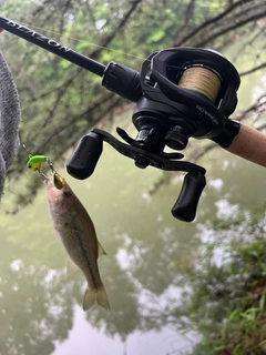 ブラックバスの釣果