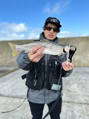 アメマスの釣果