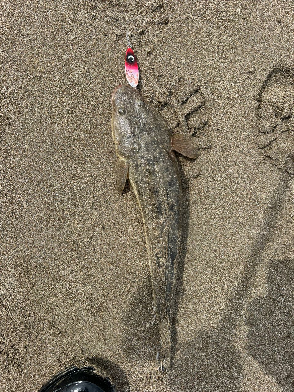 マゴチ