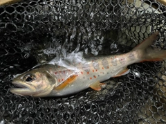 アマゴの釣果