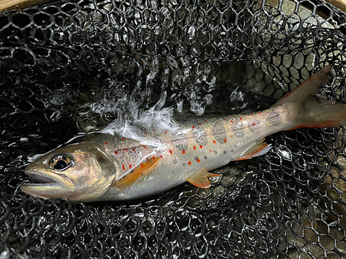 アマゴの釣果