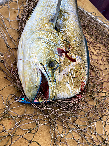 シイラの釣果