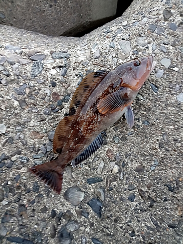 アイナメの釣果