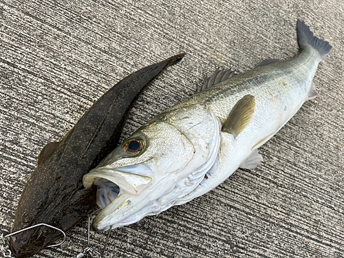 シーバスの釣果