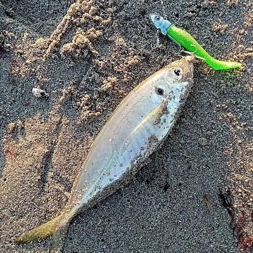 マアジの釣果