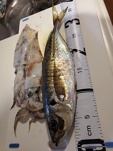 アジの釣果