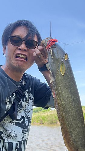 ナマズの釣果