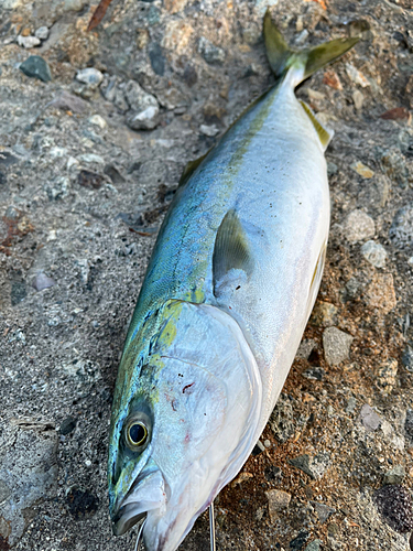 イナダの釣果