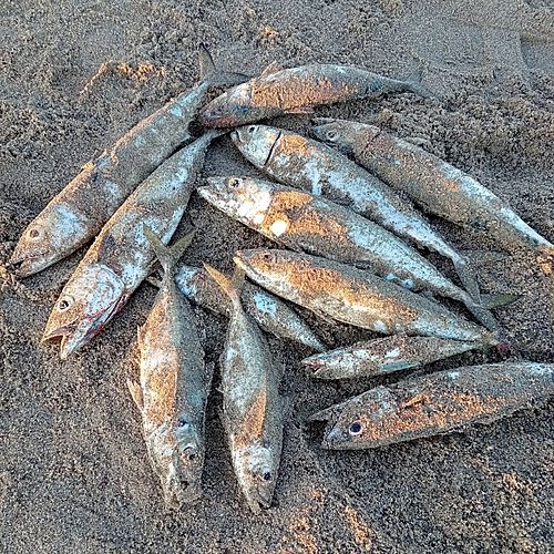 マサバの釣果
