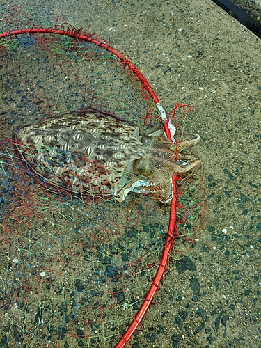 モンゴウイカの釣果