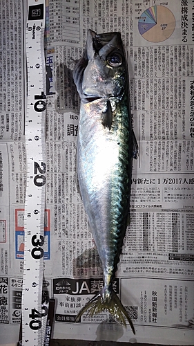 サバの釣果