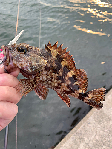 カサゴの釣果