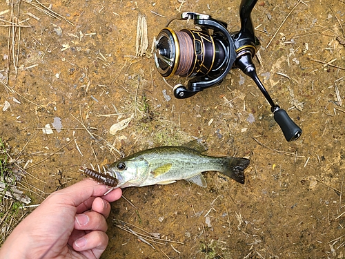 ラージマウスバスの釣果