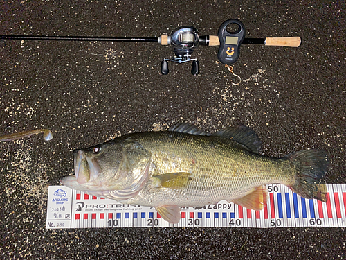 ブラックバスの釣果