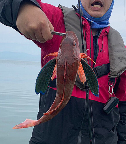 ホウボウの釣果