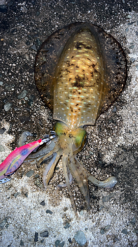 アオリイカの釣果