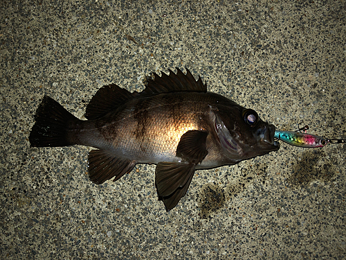 メバルの釣果