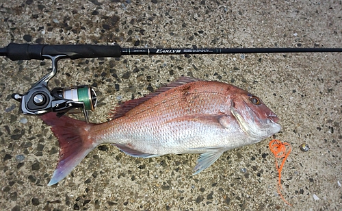 マダイの釣果