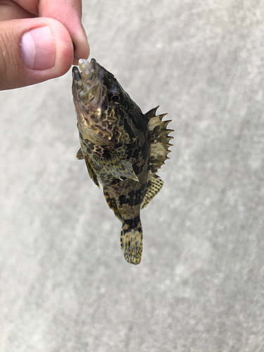 タケノコメバルの釣果