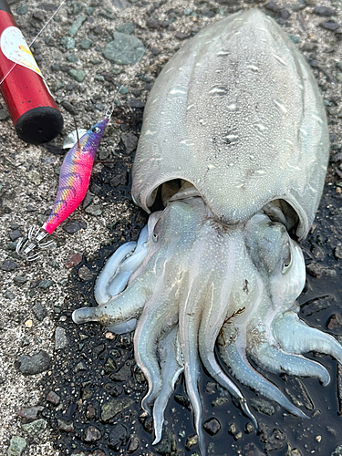 モンゴイカの釣果