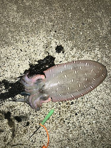 モンゴウイカの釣果