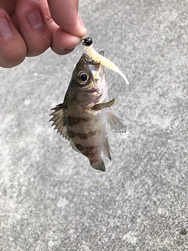 クロメバルの釣果