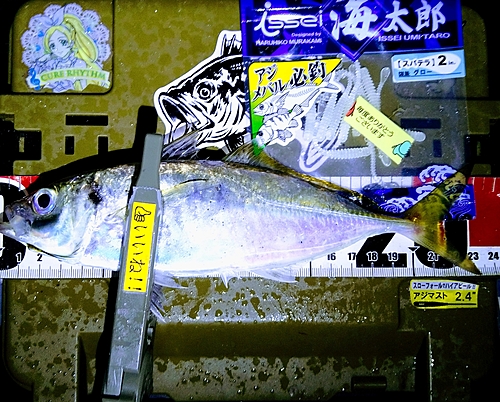 マアジの釣果