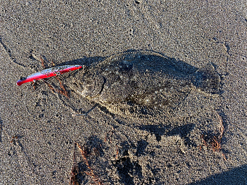 ヒラメの釣果