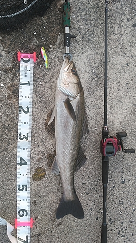 シーバスの釣果