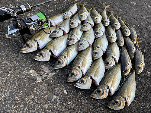 アジの釣果