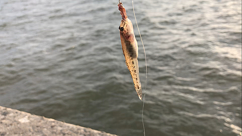 マハゼの釣果