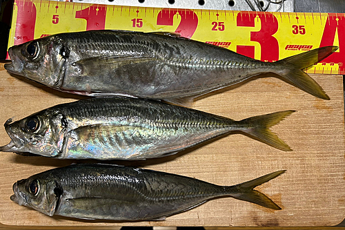 アジの釣果