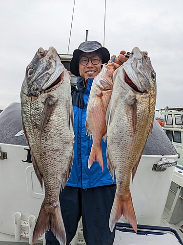 マダイの釣果