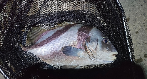 コショウダイの釣果