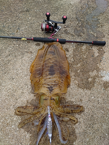 アオリイカの釣果