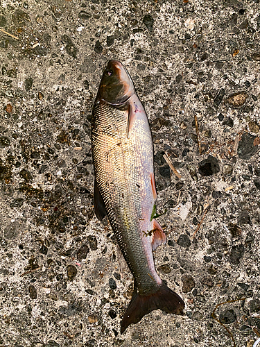 ウグイの釣果