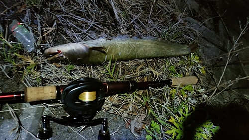 マナマズの釣果