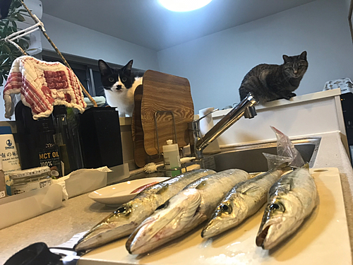 カマスの釣果