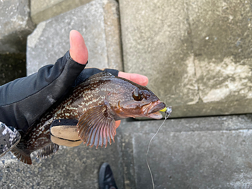 アイナメの釣果