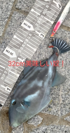 ウマヅラハギの釣果