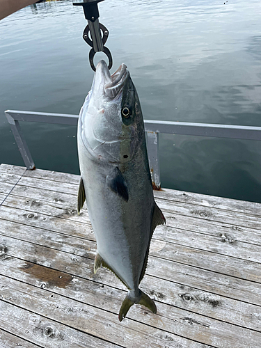 ヒラマサの釣果