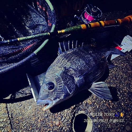 チヌの釣果