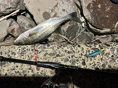 シーバスの釣果