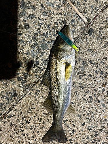 シーバスの釣果