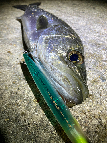 セイゴ（マルスズキ）の釣果