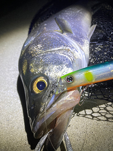 セイゴ（マルスズキ）の釣果